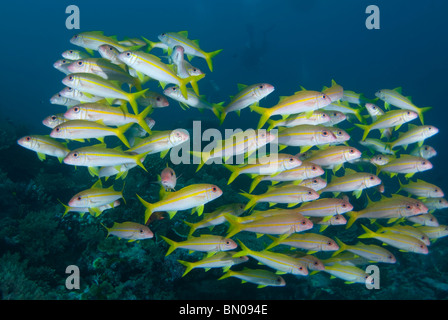 School of Yellowfin Goatfish, Mulloidichthys vanicolensis, Similan Islands