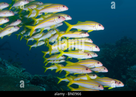 School of Yellowfin Goatfish, Mulloidichthys vanicolensis, profile, Similan Islands