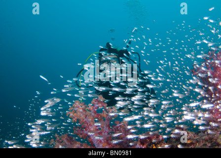 Diver behind a large school of small silvery fishes, Similan Islands Stock Photo