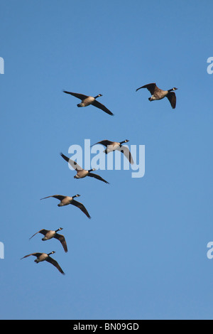 Canada Goose (Branta canadensis), flock in flight.