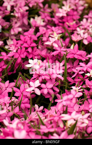 Rhodohypoxis baurii 'E A Bowles' in flower Stock Photo