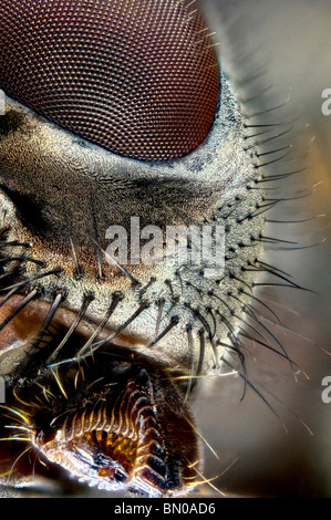 Extreme closeup of a detail of a fly's face.  Common House fly, musca domestica Stock Photo