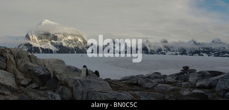 Low angle of Gentoo Penguins with Mount Luigi on the Island of Wiencke in background. Stock Photo