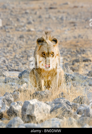 Hungry lion in Etosha National Park, Namibia