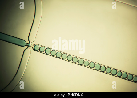 droplet microfluidic dispersed junction mono etched chip glass alamy formation nano micro technology