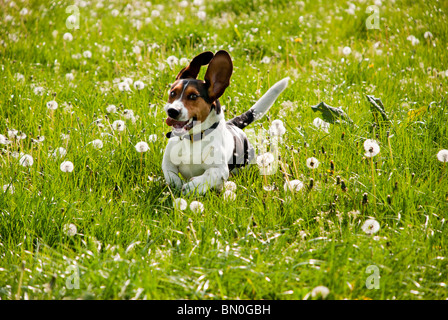 Basset Beagle crossbreed (Bagel), running through a field of dandelions Stock Photo