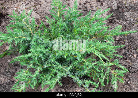 Conifer – Juniperus conferta Schlager Stock Photo