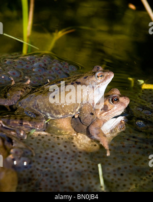 Three frogs mating in a pond, with frogspawn Stock Photo