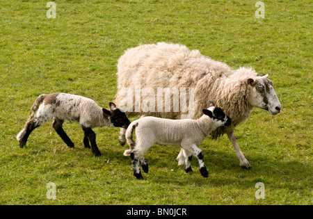 A sheep with two lambs running in a field Stock Photo