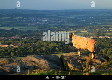 A sheep on Burley Moor, with a view of Wharfedale in West Yorkshire, England Stock Photo