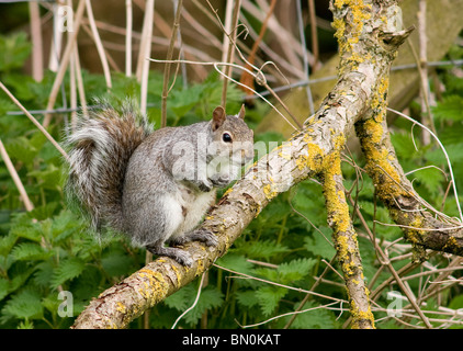 A grey squirrel perched on a fallen branch Stock Photo