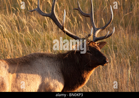A bull Elk with 7-point antlers during the rutting season Stock Photo ...