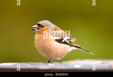 A male chaffinch on a bird table Stock Photo