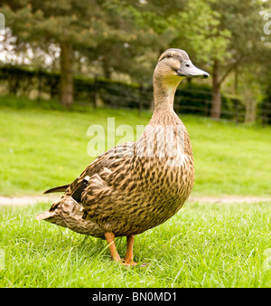 A female mallard duck on the grass Stock Photo