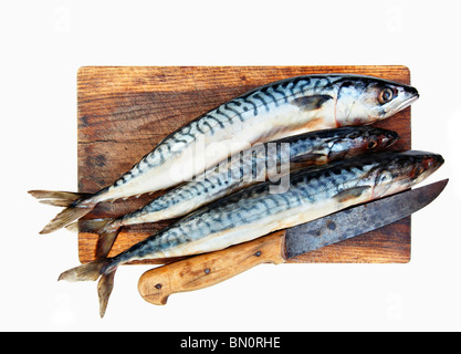 fresh mackerels in the cutting board Stock Photo