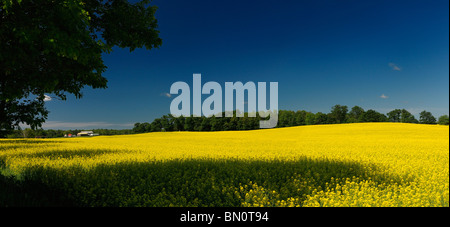 Field of yellow rapeseed crop with farmhouse trees and blue sky