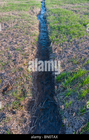 A narrow water river stream going through a green grass field landscape. Stock Photo