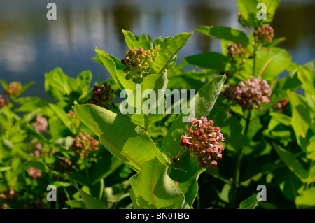 Purple flowered Swamp Milkweed Asclepias incarnata growing next to a pond Ontario Canada Stock Photo