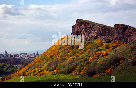 Arthurs Seat Edinburgh Scotland UK clothed in Gorse in bloom with views of Edinburgh Old Town looking towards the north
