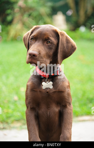 Chocolate brown Labrador Retriever puppy dog Stock Photo