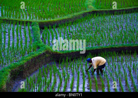 Rice paddies are meticulously maintained by local rice farmers in Bali Stock Photo