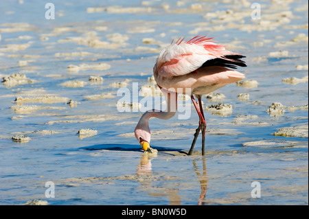 Puna or James’s Flamingo (Phoenicoparrus jamesi), Laguna Hedionda, Potosi, Bolivia Stock Photo
