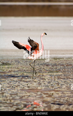 Andean Flamingo (Phoenicopterus andinus), Laguna Hedionda, Potosi, Bolivia Stock Photo