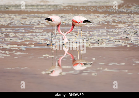 Andean Flamingos (Phoenicopterus andinus), Laguna Hedionda, Potosi, Bolivia Stock Photo