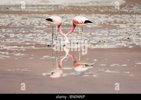 Andean Flamingos (Phoenicopterus Andinus), Reserva Nacional Los ...