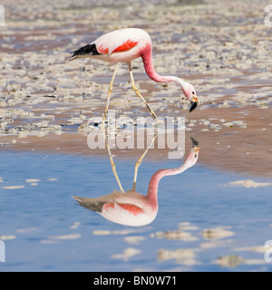 Andean Flamingo (Phoenicopterus andinus), Laguna Hedionda, Potosi, Bolivia Stock Photo