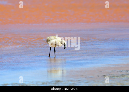 Young Andean Flamingo (Phoenicopterus andinus), Laguna Colorada, Potosi, Bolivia Stock Photo