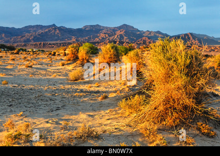 Sunset at the Devil's Cornfield, Death Valley National Park, California Stock Photo