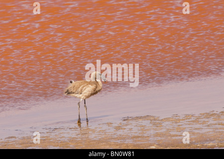 Young Andean Flamingo (Phoenicopterus andinus), Laguna Colorada, Potosi, Bolivia Stock Photo