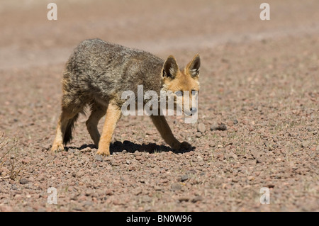 South American Grey Fox (Lycalopex griseus) also known as Patagonian Fox, Altiplano, Bolivia Stock Photo