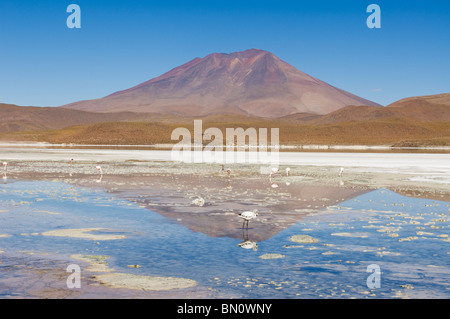 Laguna Hedionda, Stinking Lake, Altiplano Shallow Salt Lake, Potosi, Bolivia Stock Photo