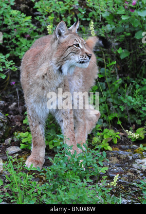 Siberian Lynx Stock Photo