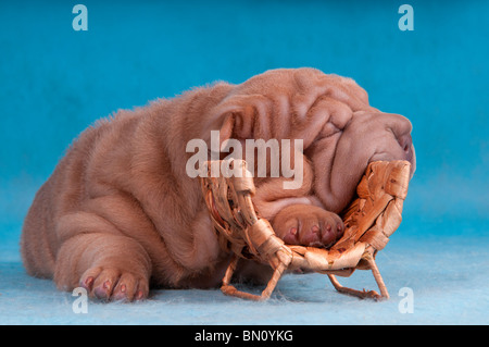 Shar-Pei Puppy Sleeping on Wine Bottle Hanger Stock Photo