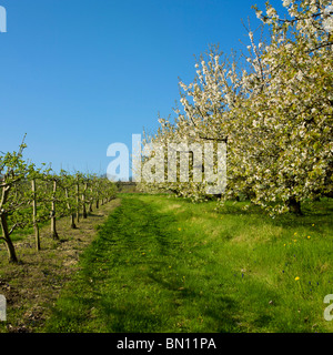 Apple blossom tree in Springtime; Auvergne. France Stock Photo