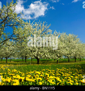 Apple trees with apple blossom.in an orchard Stock Photo