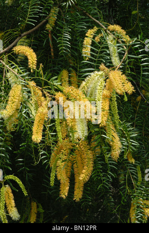 Mesquite tree blooms, long beans will follow , they are scattered from horses eating them. Honey bees make honey from blooms. Stock Photo