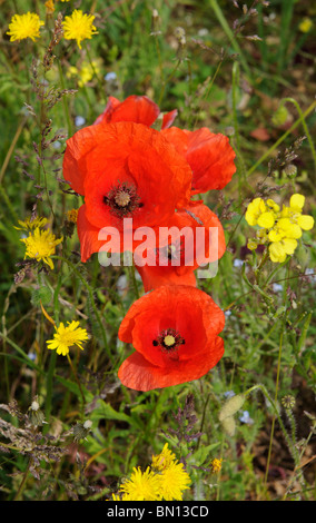 Poppies and wild flowers growing on the edge of a field of barley English countryside Stock Photo