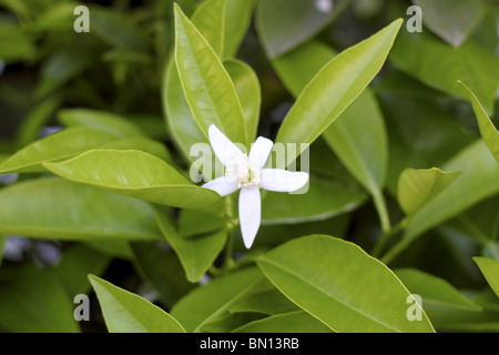 orange tree blossom in spring mediterranean field Stock Photo