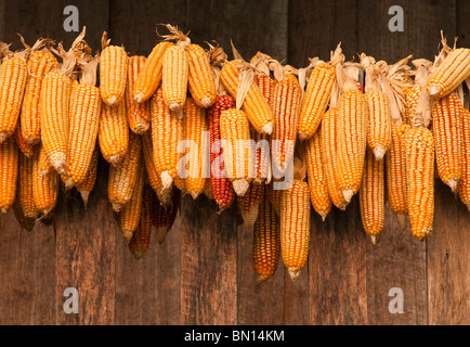 Ears of corn drying; Sridongyen Lisu village, Chiang Mai Province, Thailand Stock Photo