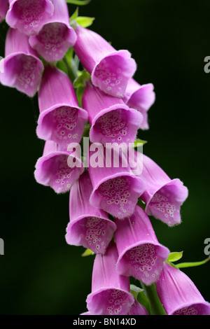 Foxglove, Digitalis purpurea, Scrophulariaceae. British Wild Flower. Stock Photo