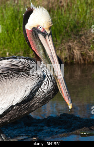 Texas, Port Aransas. Brown Pelican at Leonabelle Turnbull Birding Center. Stock Photo