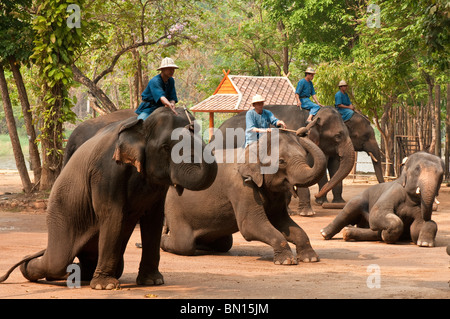 Elephants performing in show at the National Thai Elephant Conservation Center; Lampang, Chiang Mai Province, Thailand. Stock Photo