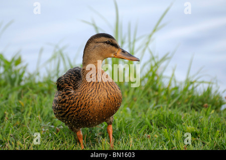 Female Mallard Duck Stock Photo
