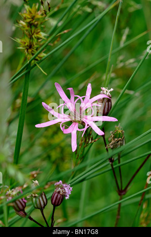Ragged Robin flower, Lychnis flos-cuculi Stock Photo