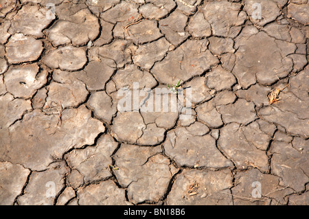 Cracked sun-dried mud on salt marsh at Thornham, Norfolk, England, United Kingdom. Stock Photo