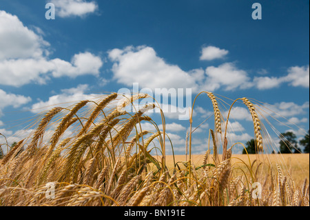 Barley ripening in a field in the English countryside Stock Photo